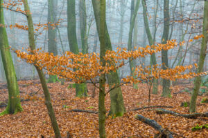 Autumn beech forest Autumn beech forest